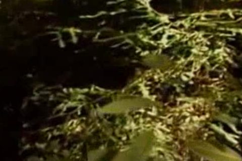 Park Ranger gets favourable