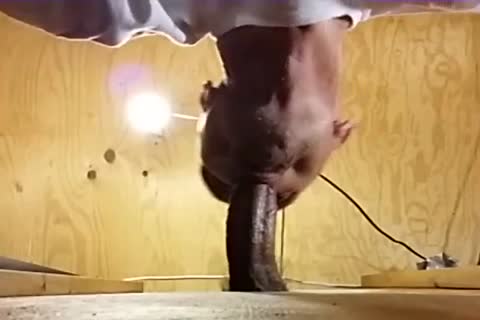 Me sucking Off A slutty Venezuelan man I've Had My Eyes On For A lengthy Time! Per A Fan's Recent  Request I Show Off his sperm In My mouth before Gulping It Down.
What A shlong! What A Load! And So Fuckin' attractive! I Hope I acquire greater amoun