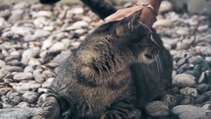 A Passionate Purrfect Beginning